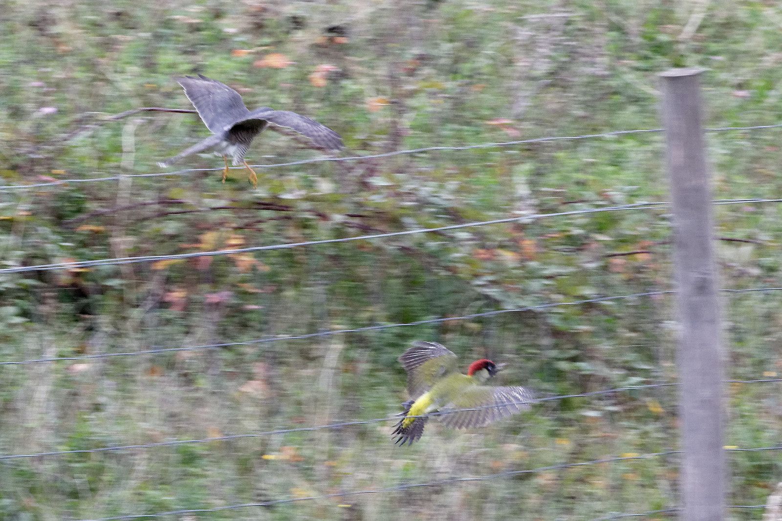 Alors qui vole le plus vite ?