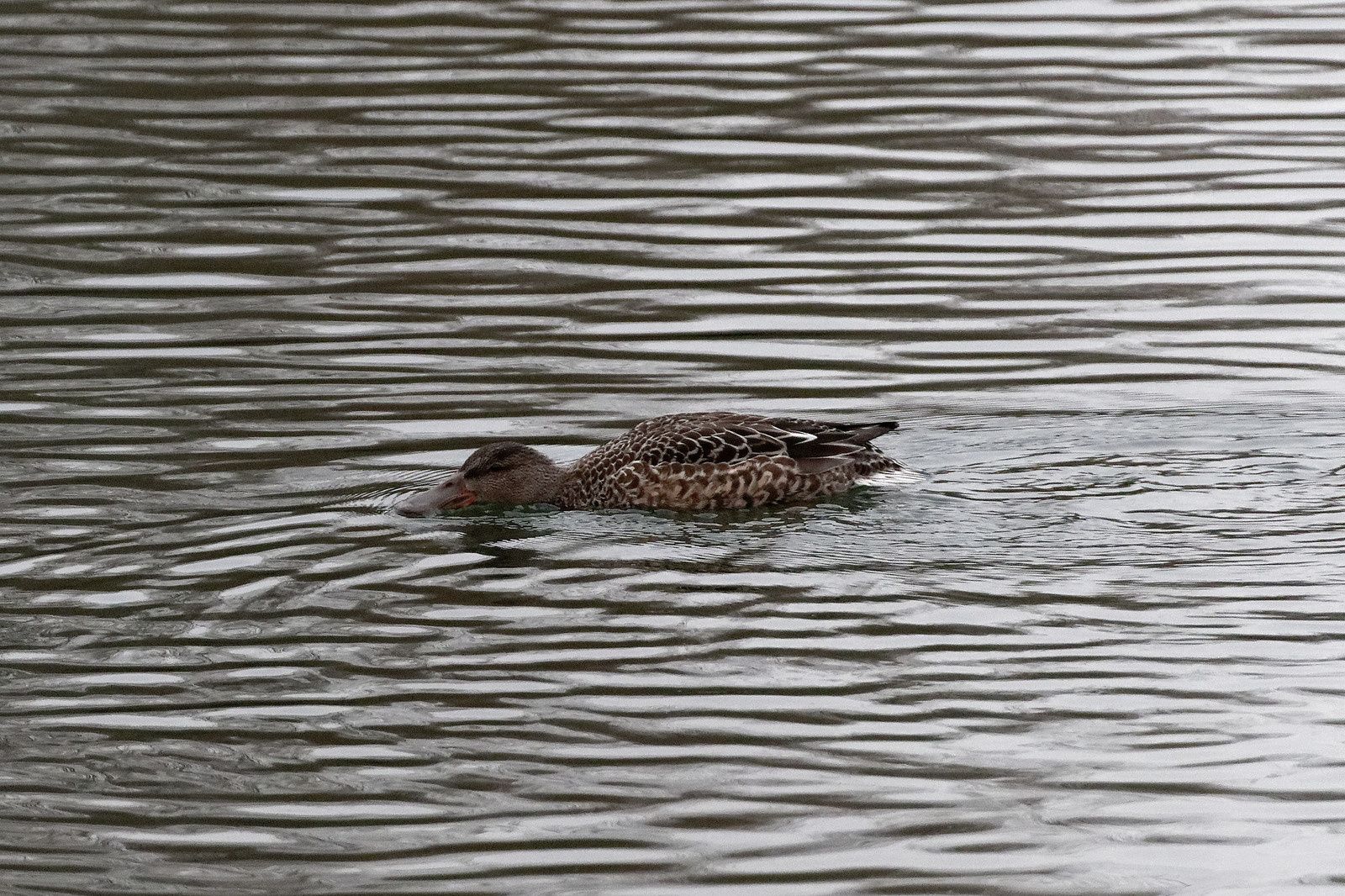 488 - Un conseil, ne jamais rater les bonnes opportunités ! : 07/12/2019
