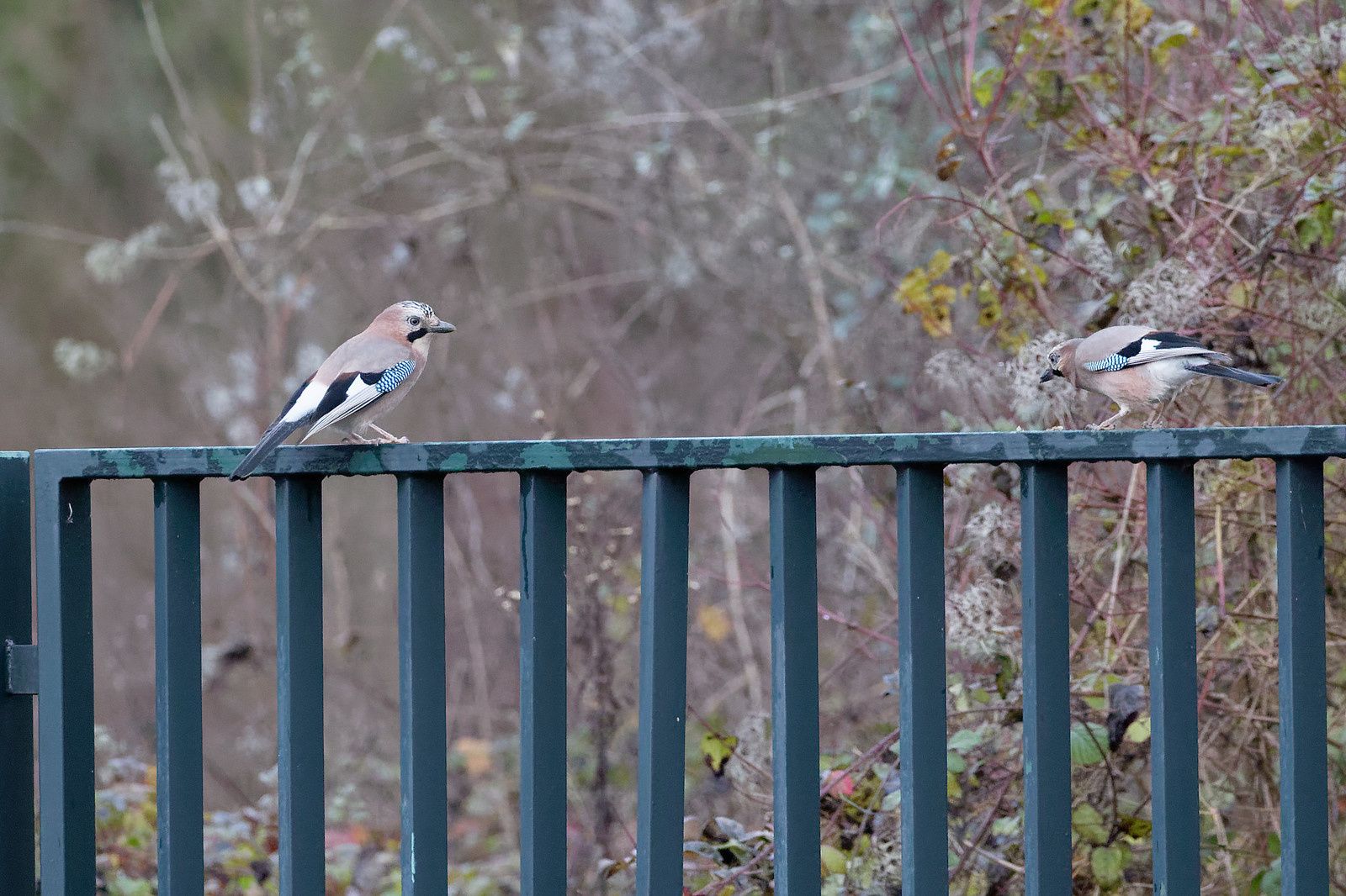 488 - Un conseil, ne jamais rater les bonnes opportunités ! : 07/12/2019
