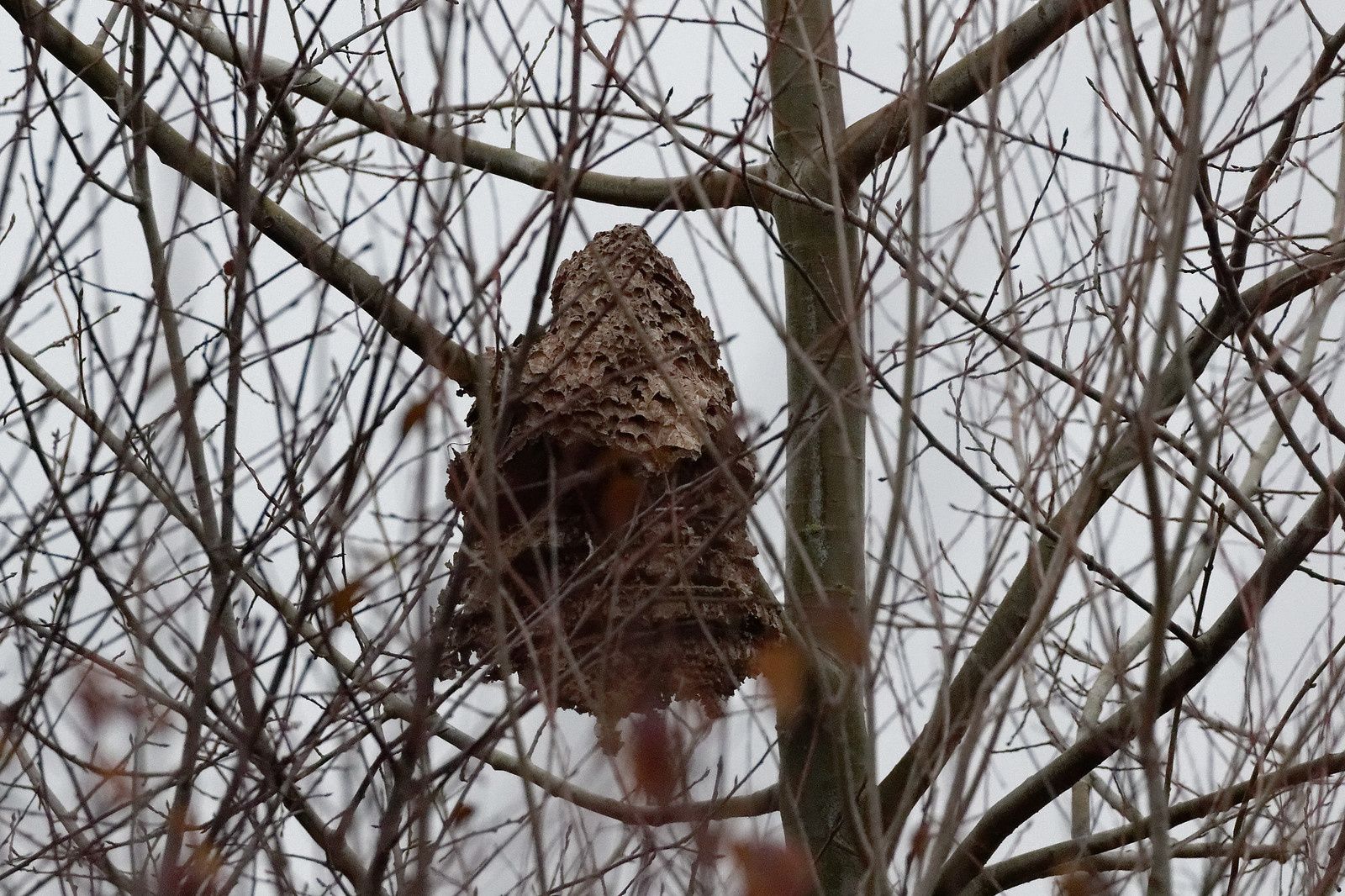 488 - Un conseil, ne jamais rater les bonnes opportunités ! : 07/12/2019