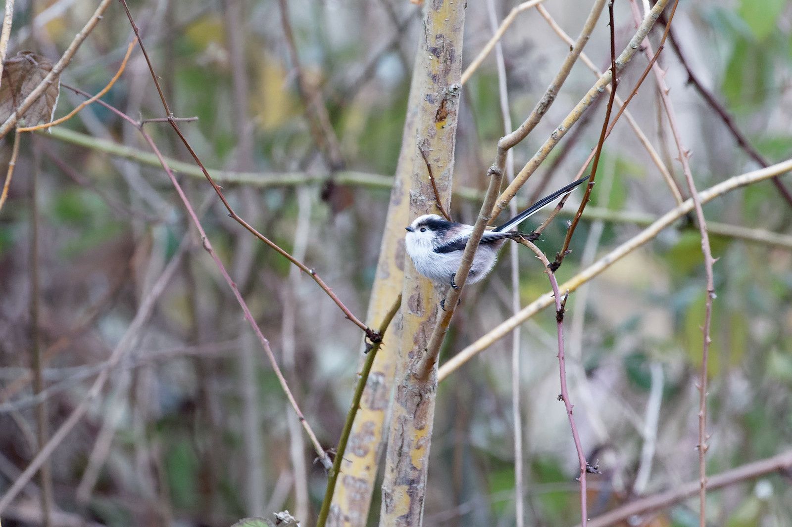 488 - Un conseil, ne jamais rater les bonnes opportunités ! : 07/12/2019