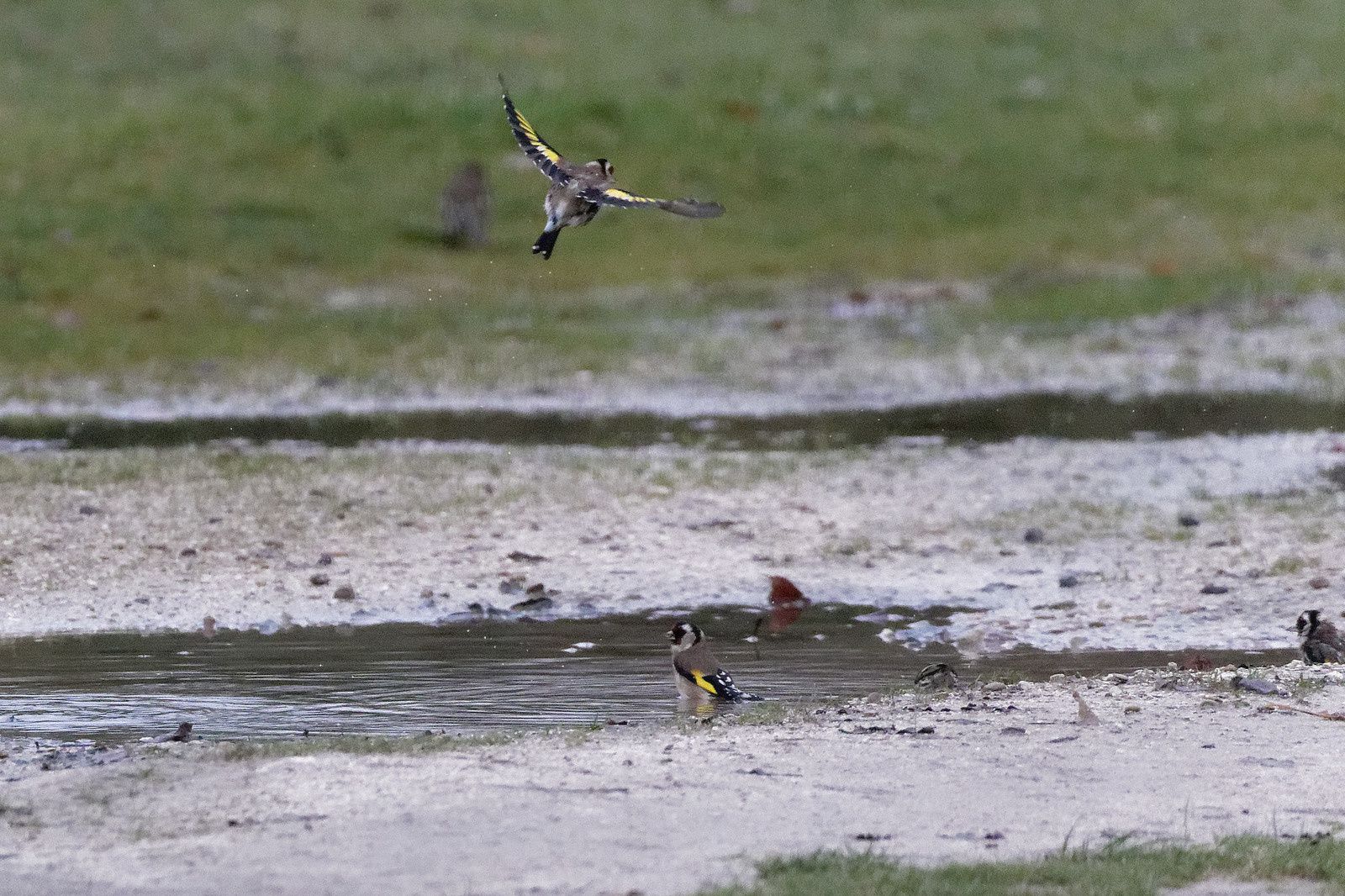 Chardonnerets et Pinson