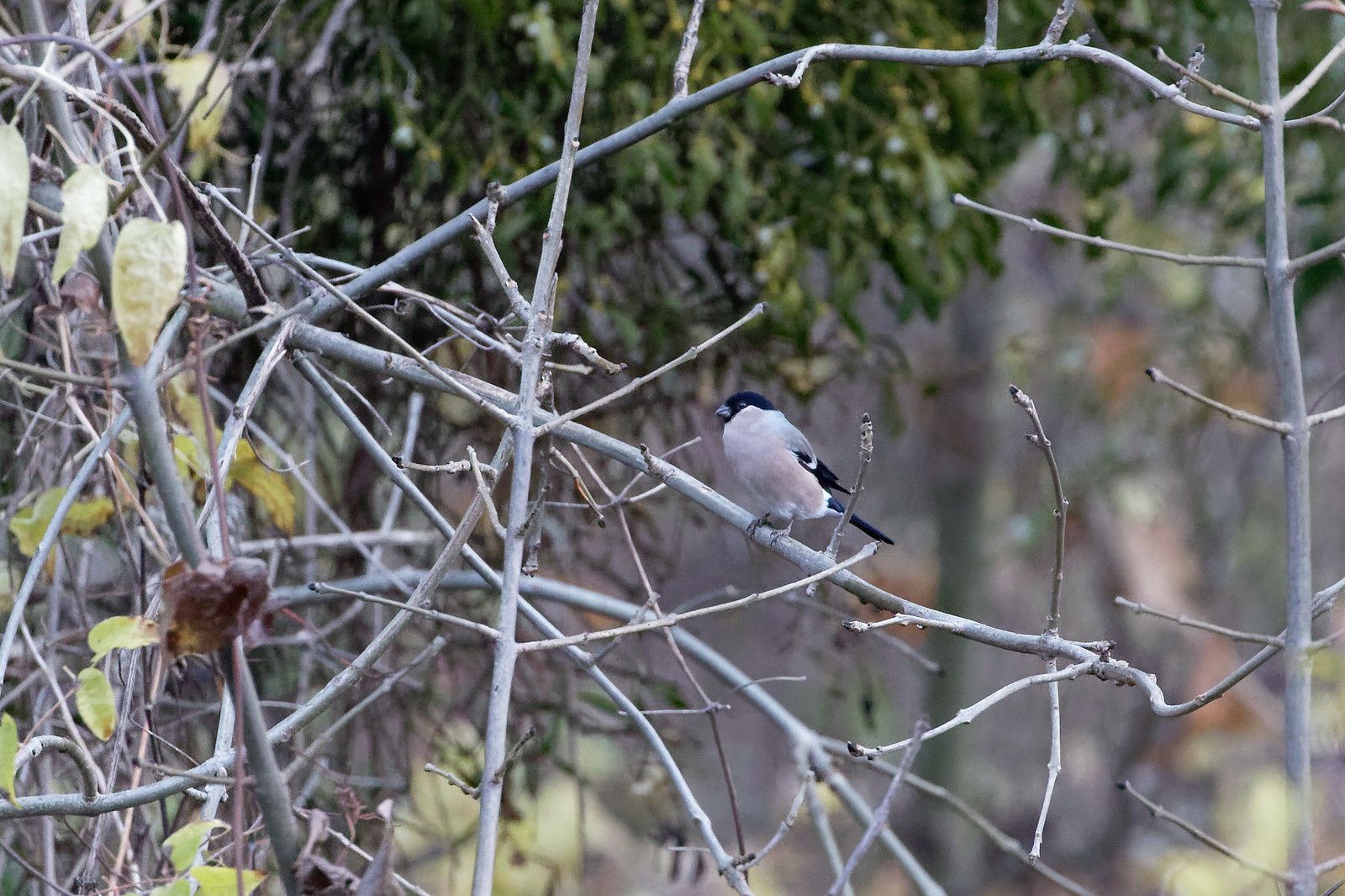 Bouvreuil pivoine, femelle