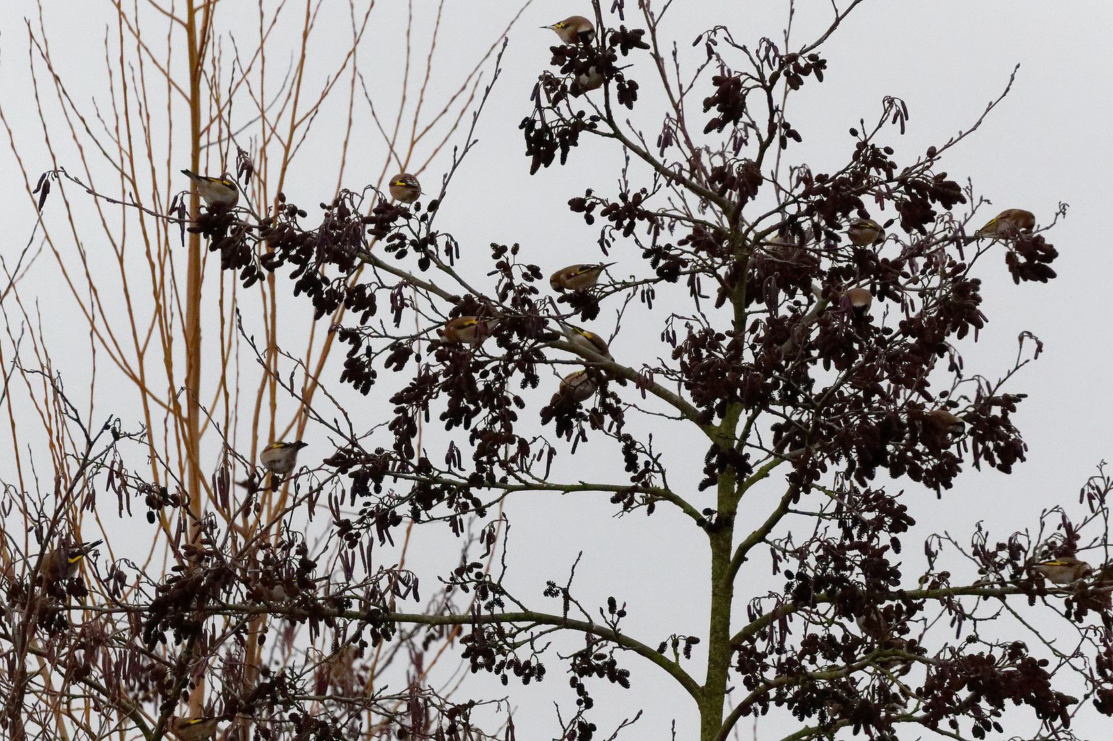 488 - Un conseil, ne jamais rater les bonnes opportunités ! : 07/12/2019