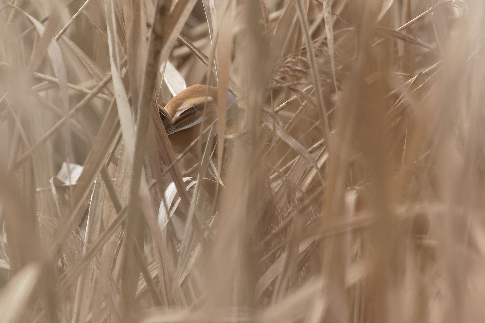 Monsieur Panure à moustaches.