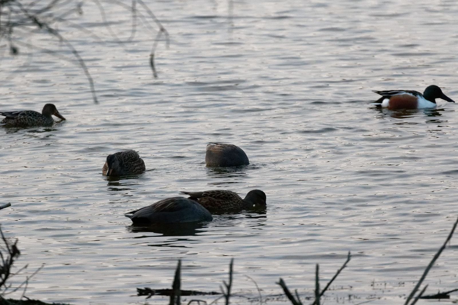 Canards chipeaux