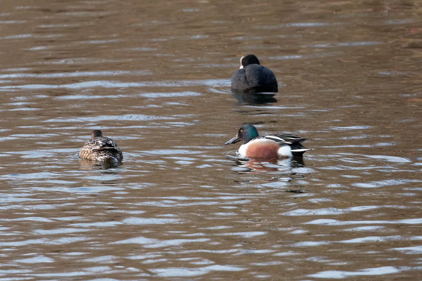 Couple de Canards souchets craintifs aux bruits des pas dans l'observatoire.