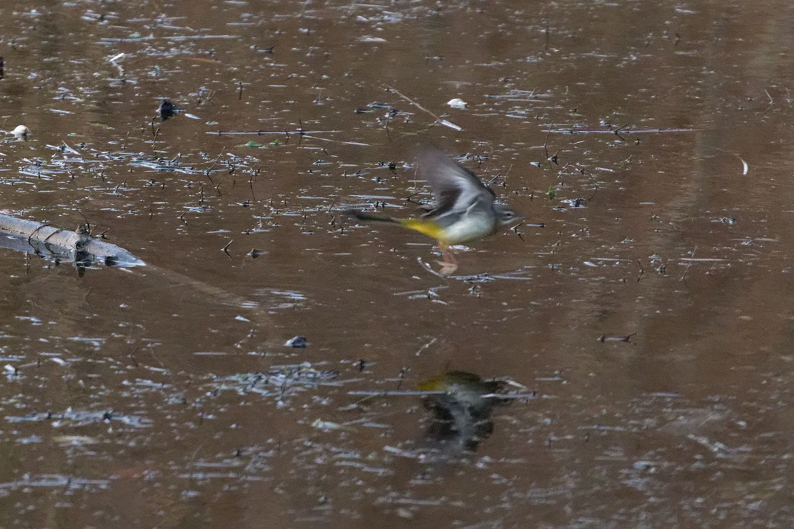 Bergeronnette des ruisseaux, toujours le long des bassins à défaut de Rivières.