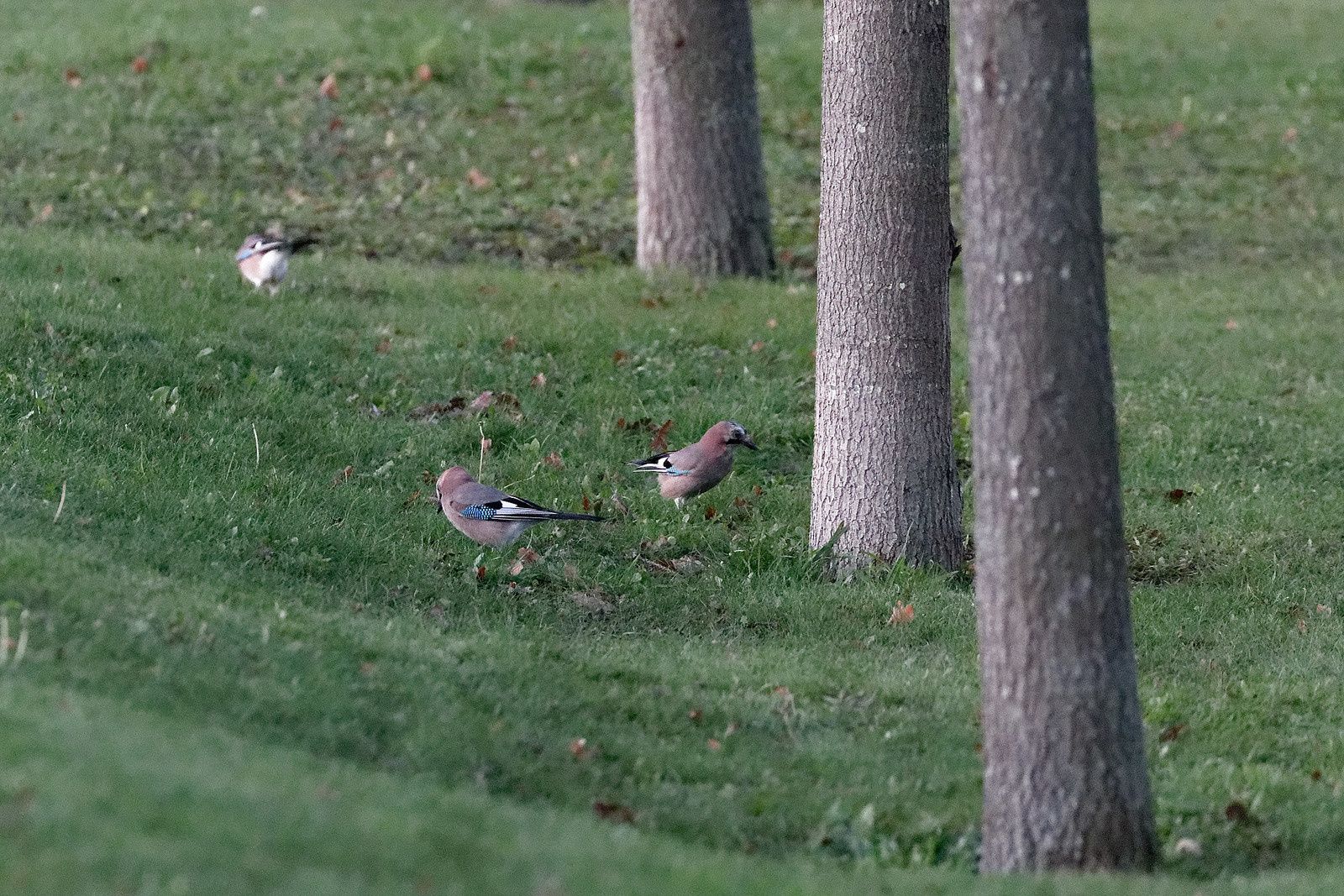Les glands font le bonheur des Geais.