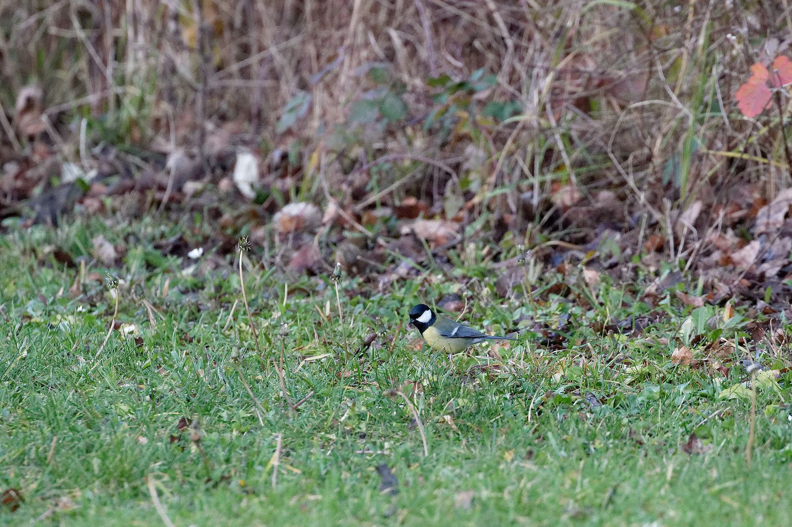 489 - Corneus corneus, un Gastéropode aquatique de la Haute-Île : 14/12/2019