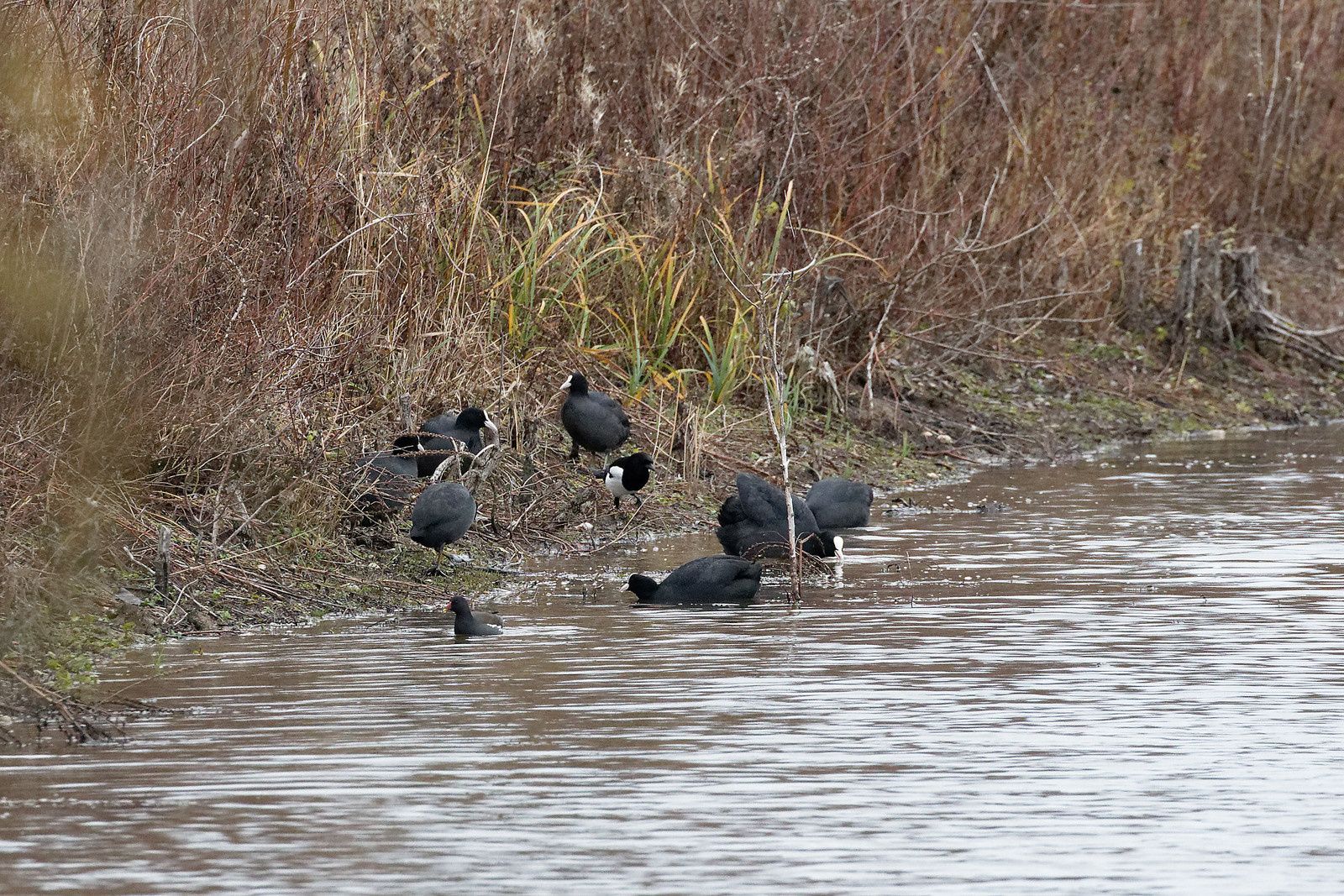 489 - Corneus corneus, un Gastéropode aquatique de la Haute-Île : 14/12/2019