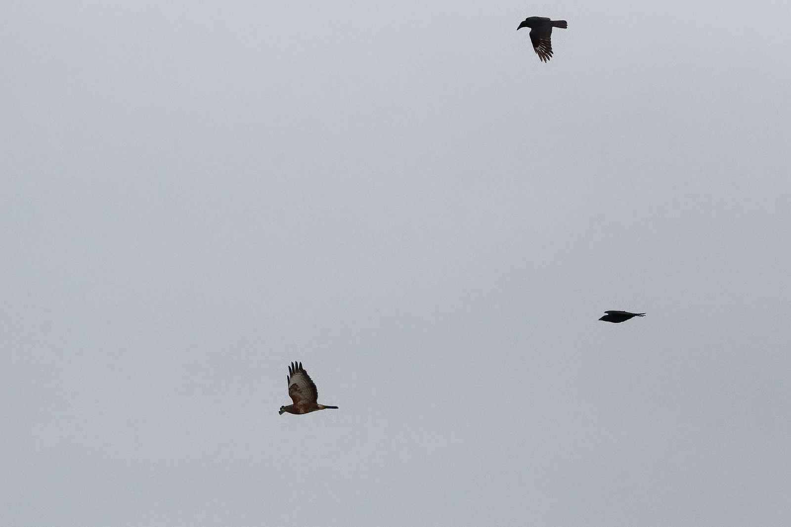 489 - Corneus corneus, un Gastéropode aquatique de la Haute-Île : 14/12/2019