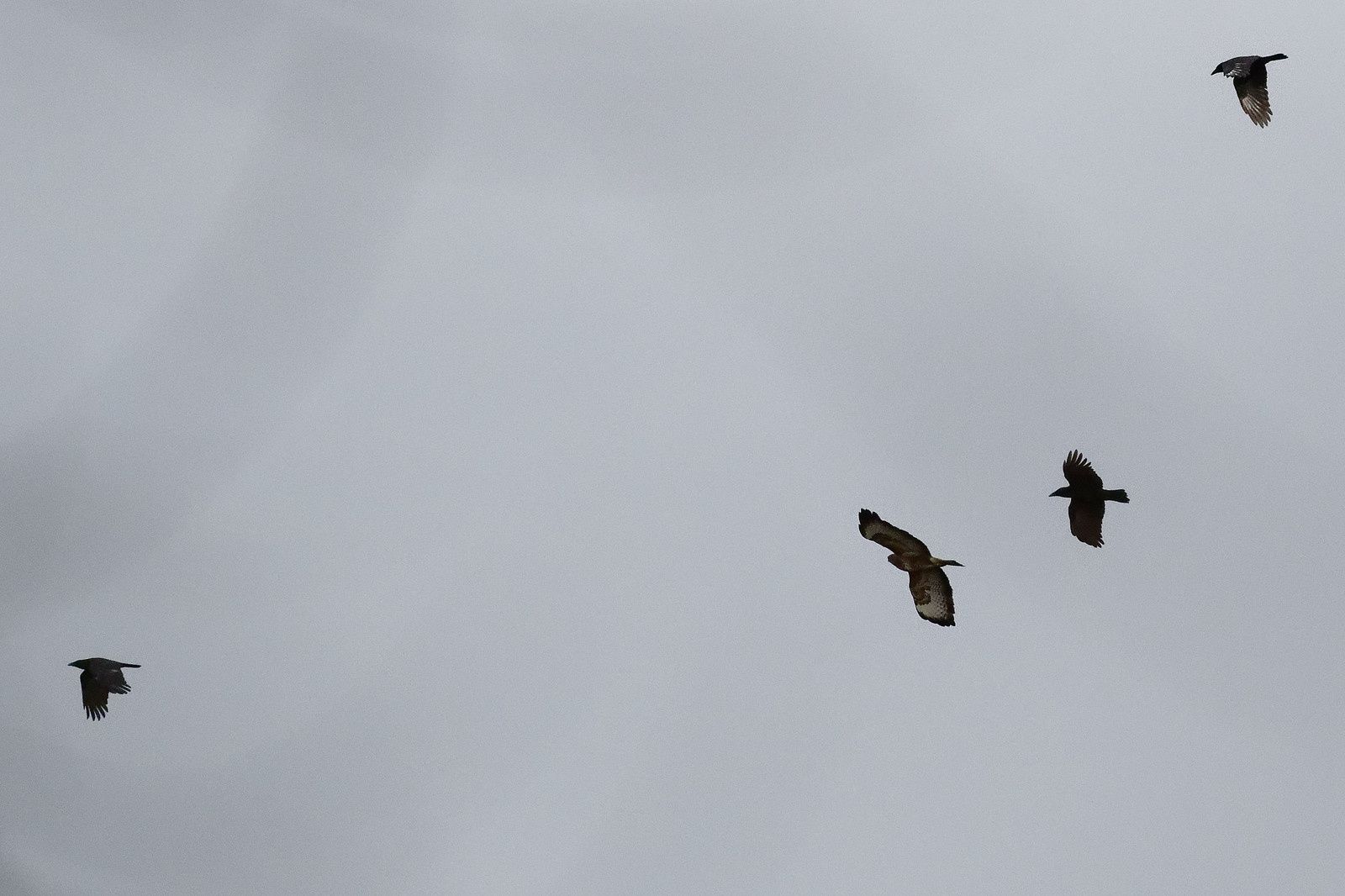 489 - Corneus corneus, un Gastéropode aquatique de la Haute-Île : 14/12/2019