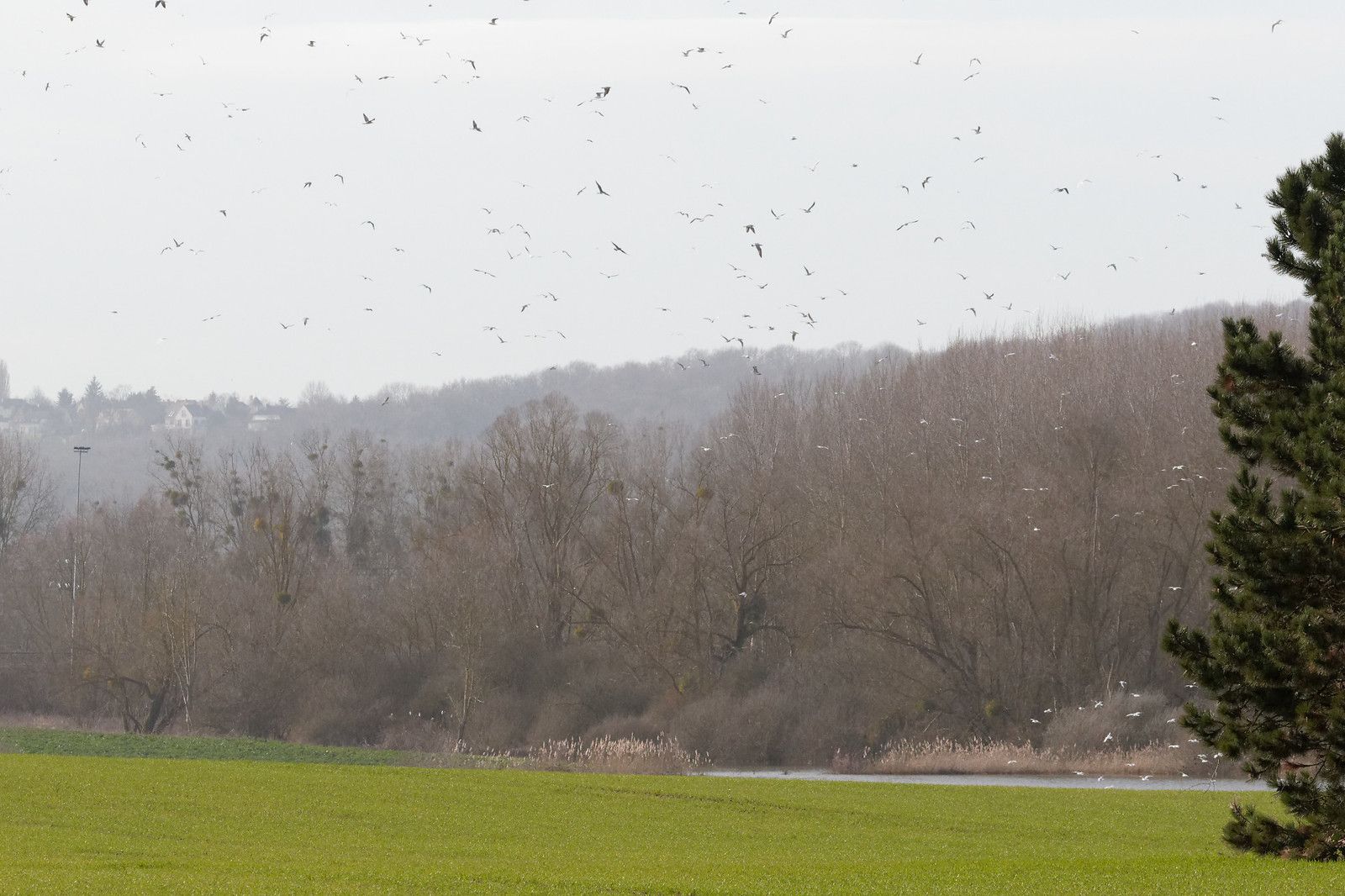 499 - Entre 2 tempêtes cherchons ce Printemps si prometteur ! : 15/02/2020