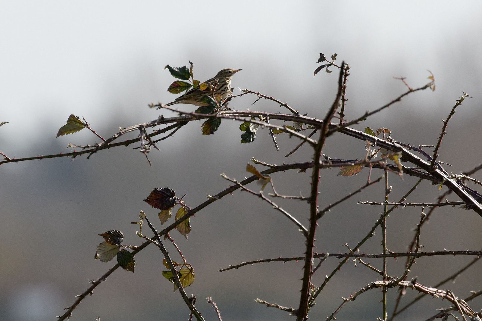 Pipit farlouse en approche.
