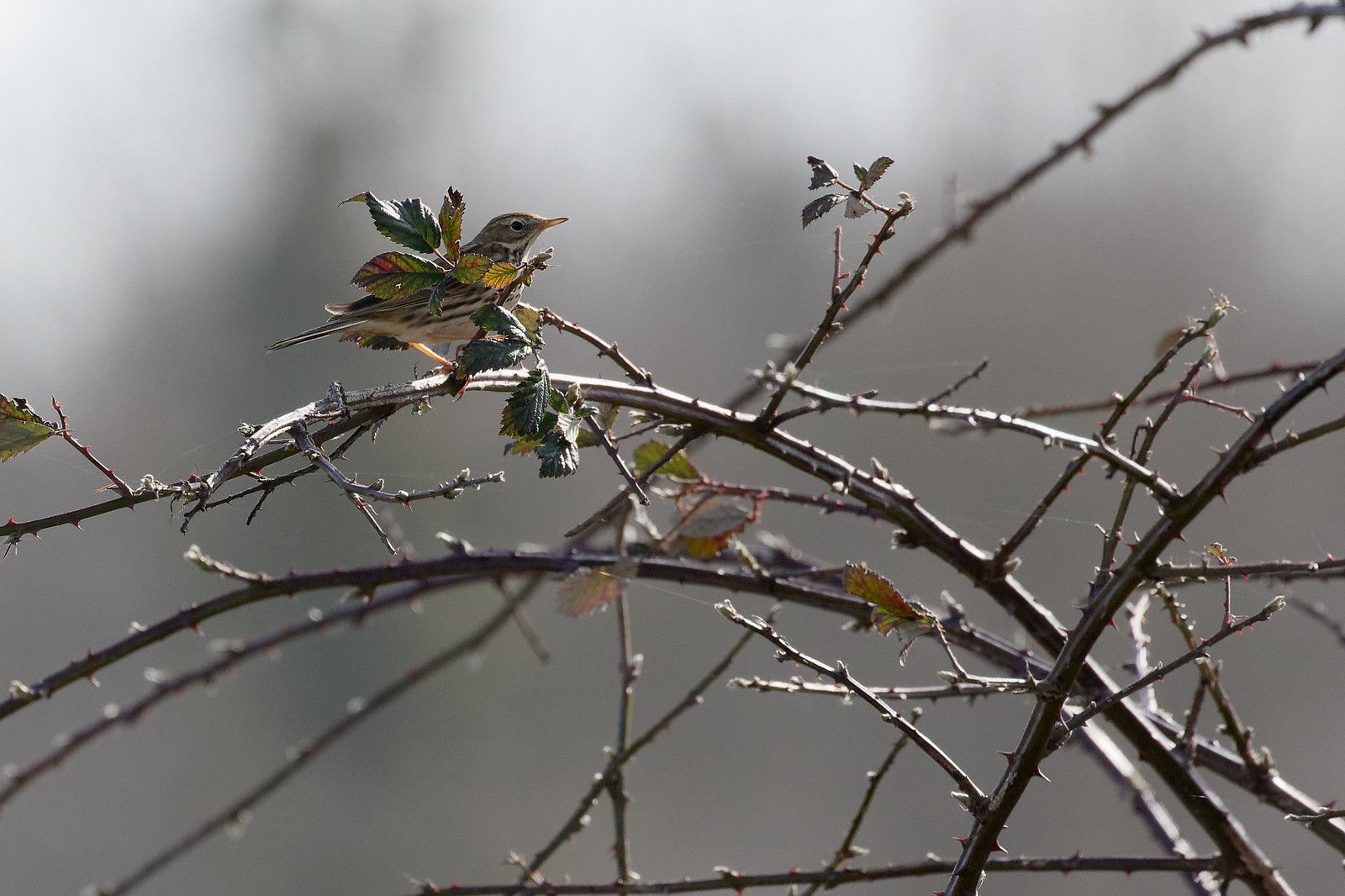 Pipit farlouse en approche.