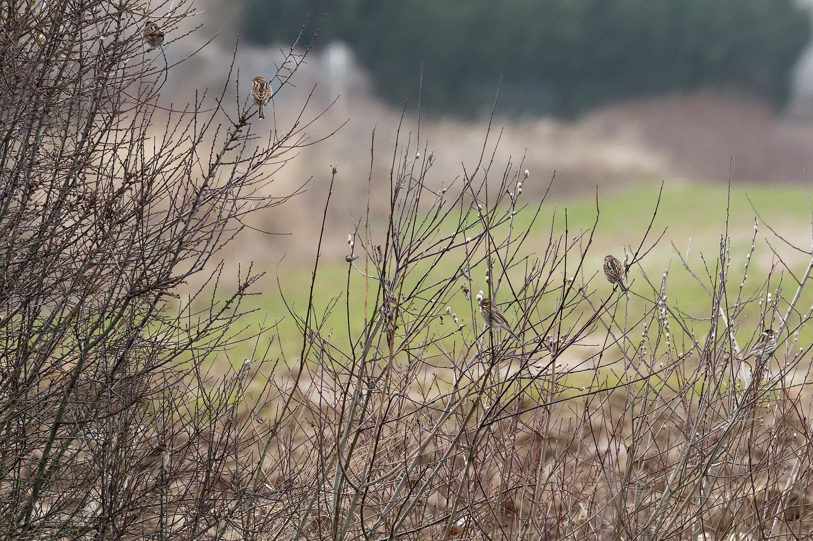 499 - Entre 2 tempêtes cherchons ce Printemps si prometteur ! : 15/02/2020