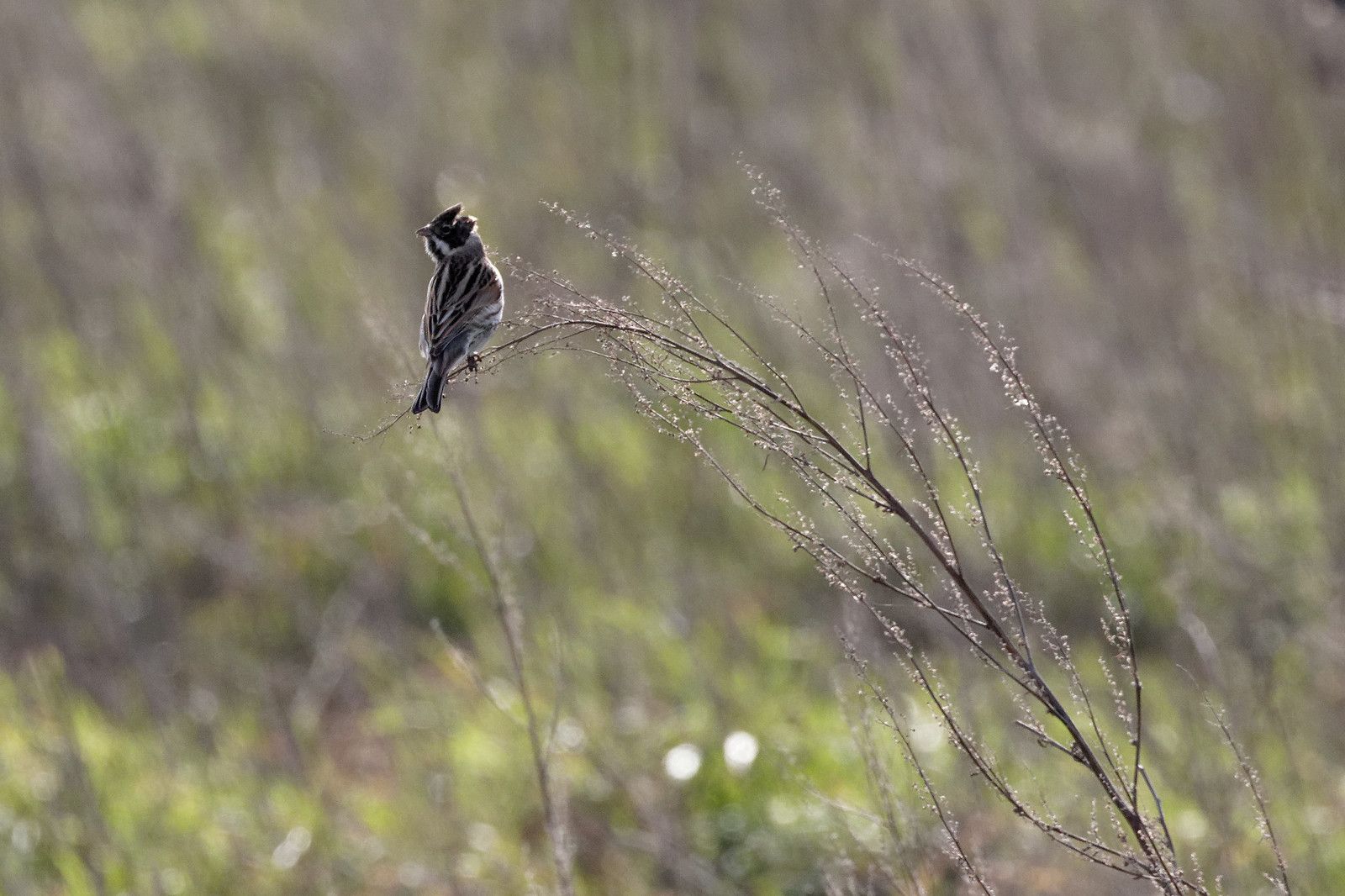 Bruant des roseaux, mâle.