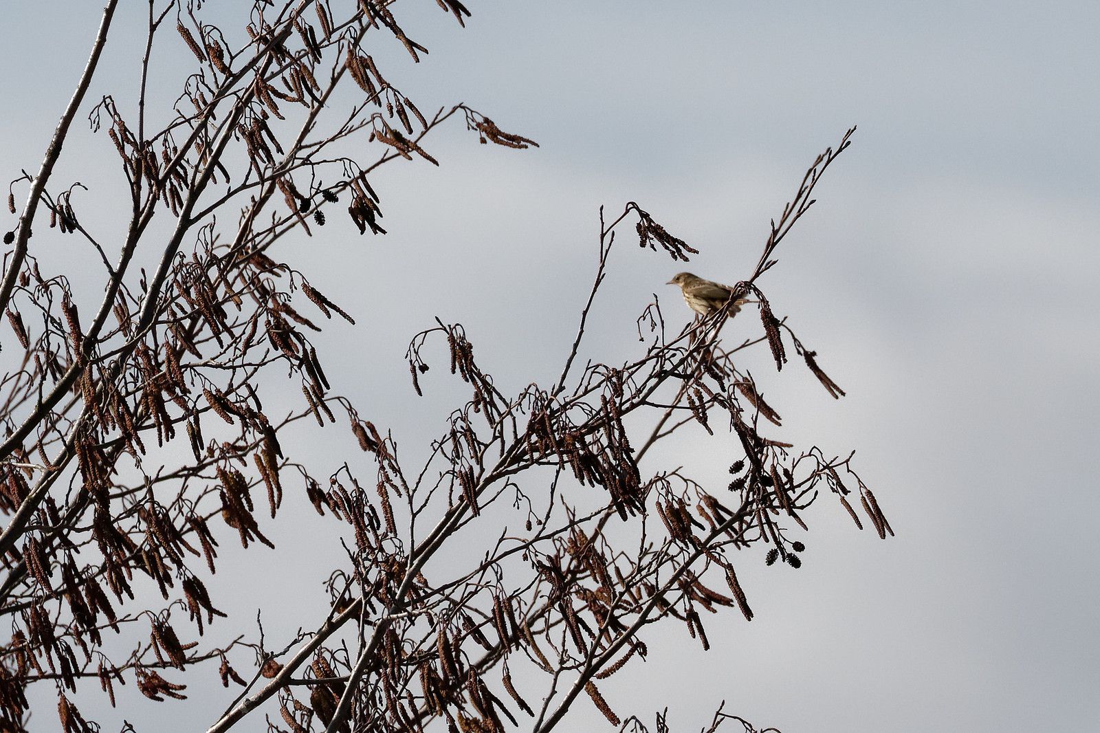 Ici c'est un Pipit spioncelle à l'abri et toujours du côté dégagé.