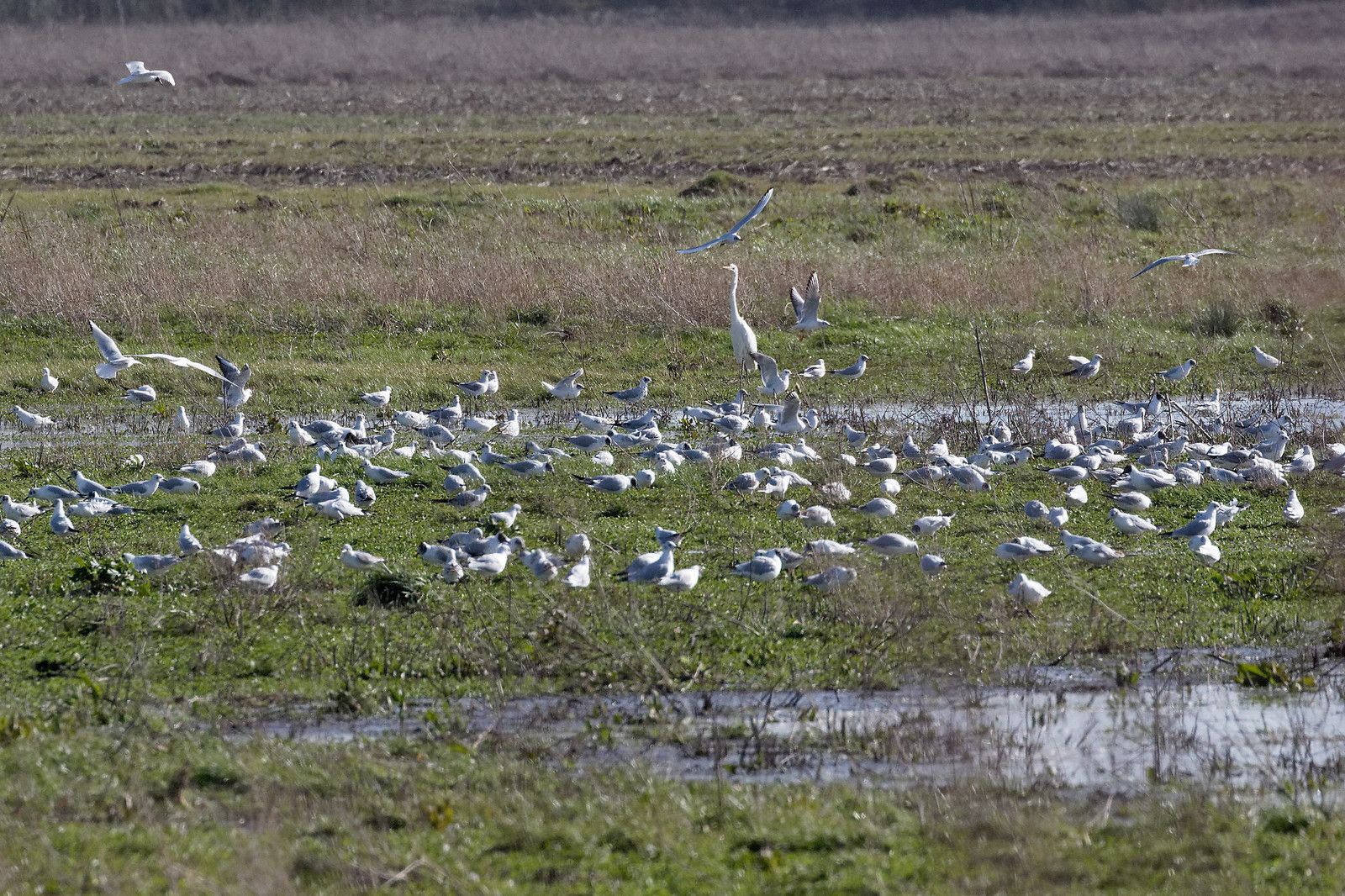 499 - Entre 2 tempêtes cherchons ce Printemps si prometteur ! : 15/02/2020