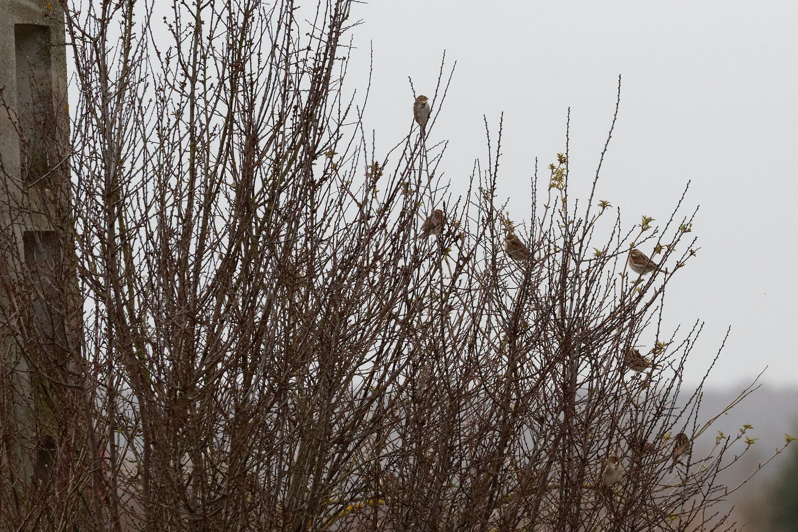 499 - Entre 2 tempêtes cherchons ce Printemps si prometteur ! : 15/02/2020