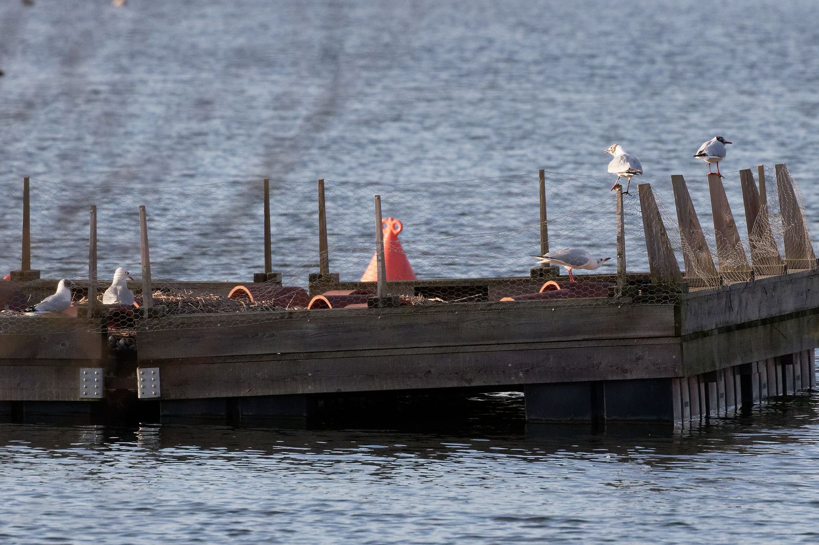 Les Mouettes rieuses vont-elles laisser de la place aux Sternes Pierregarins ?
