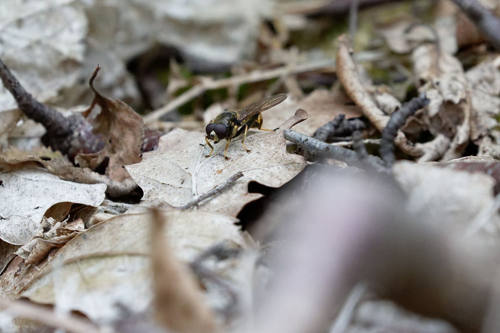 Diptère, à minima.