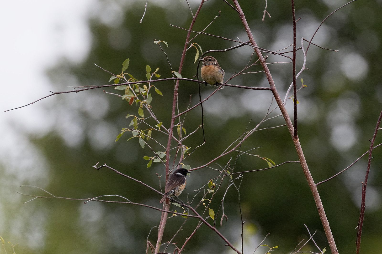 Deux Tariers pâtres