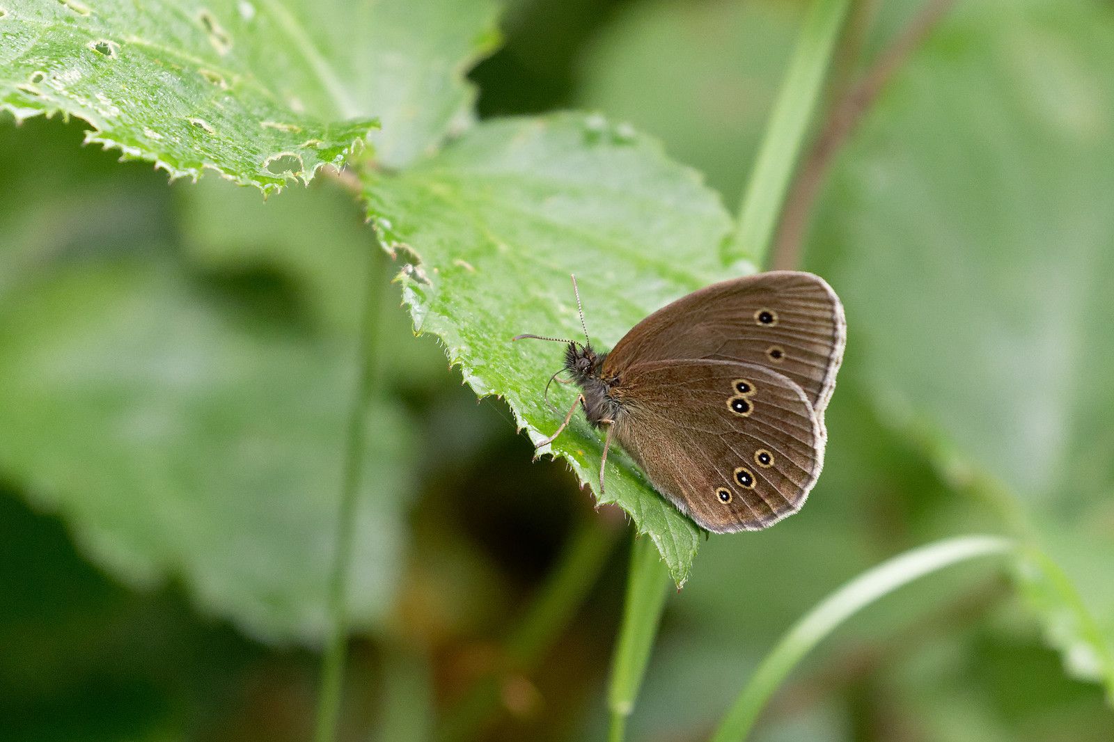 516 - A la terrasse deux p'tits Mars changeants s'abreuvent ! : 21/06/2020