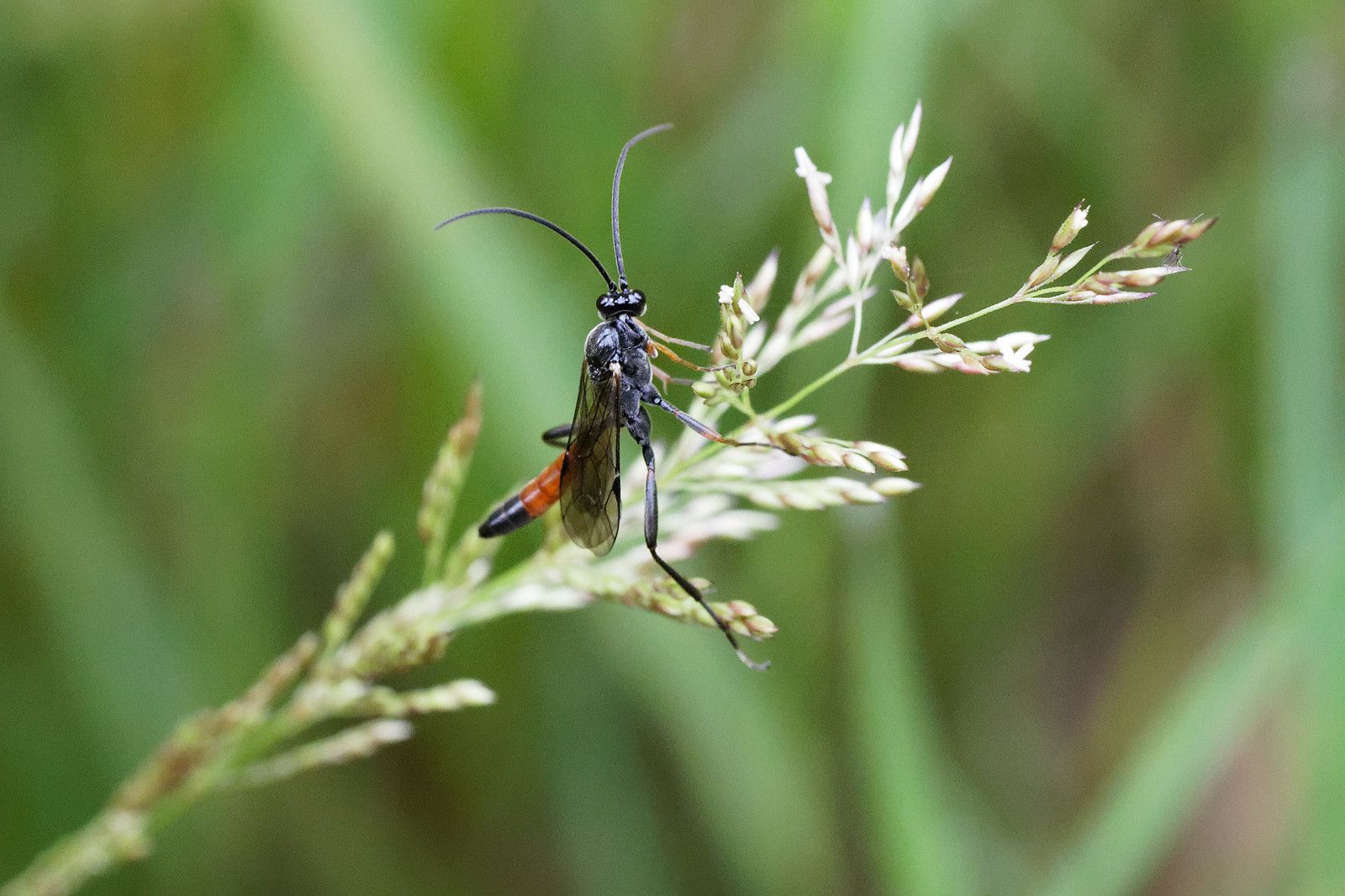 Ichneumon, vraiment ?