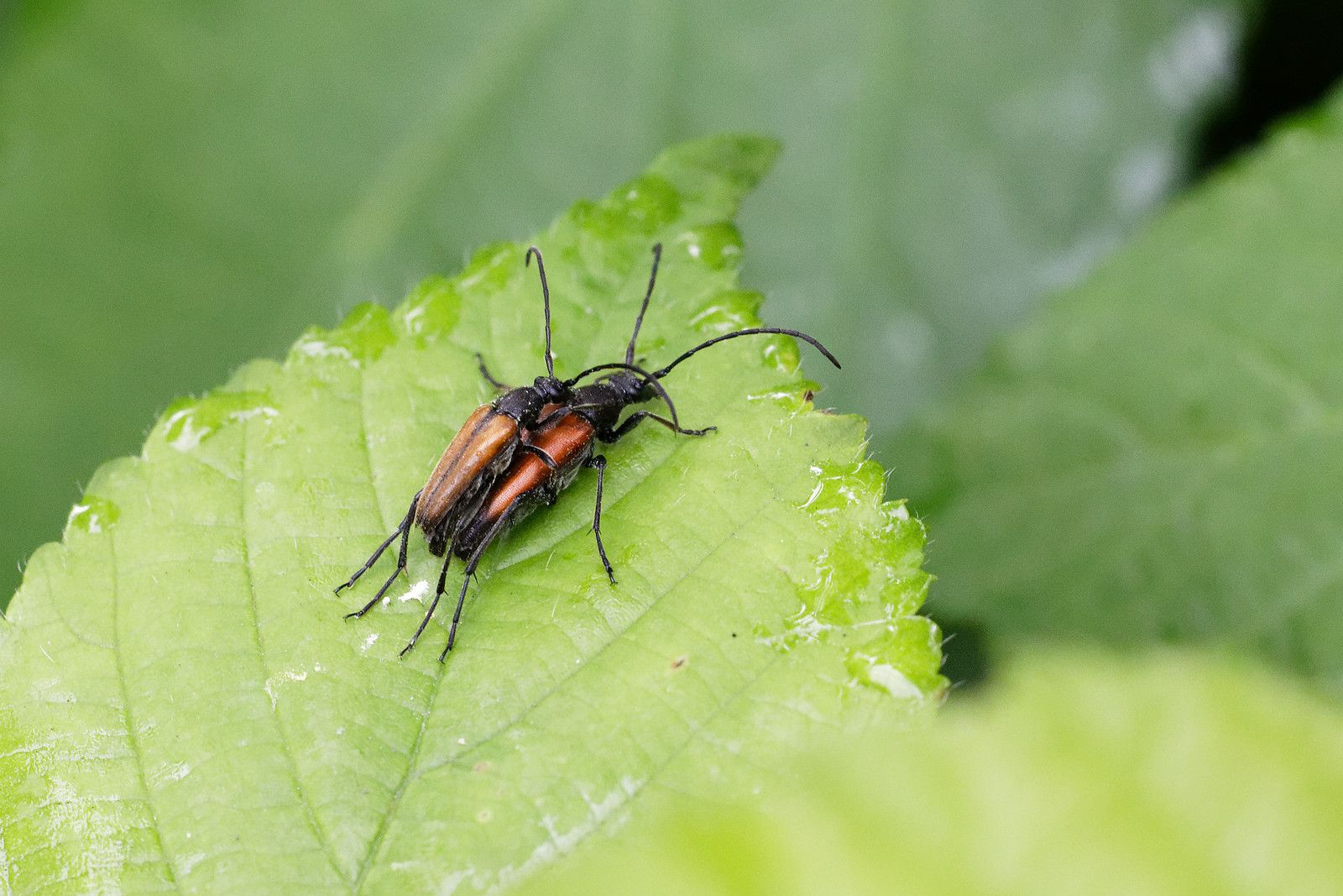 Copulation de deux Leptures à suture noire (Stenurella melanura), possible.