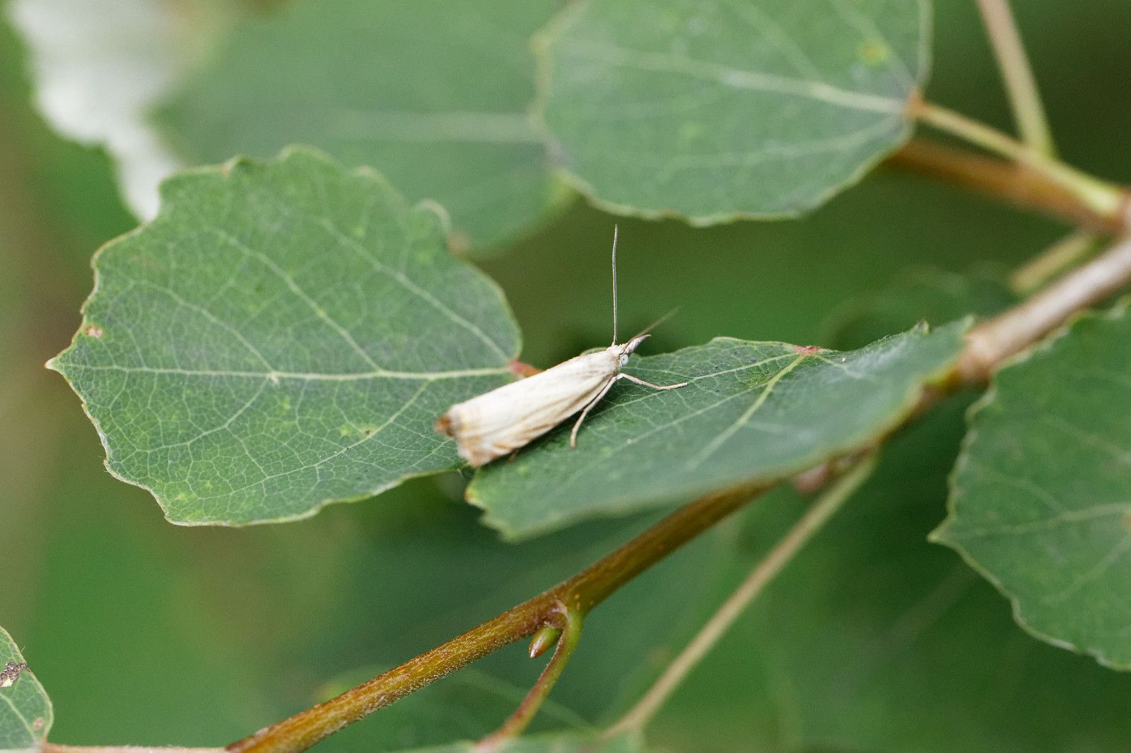 Papillon de nuit aux ailes enroulées.