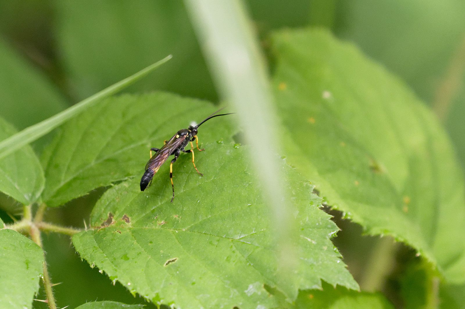 Ichneumon sp