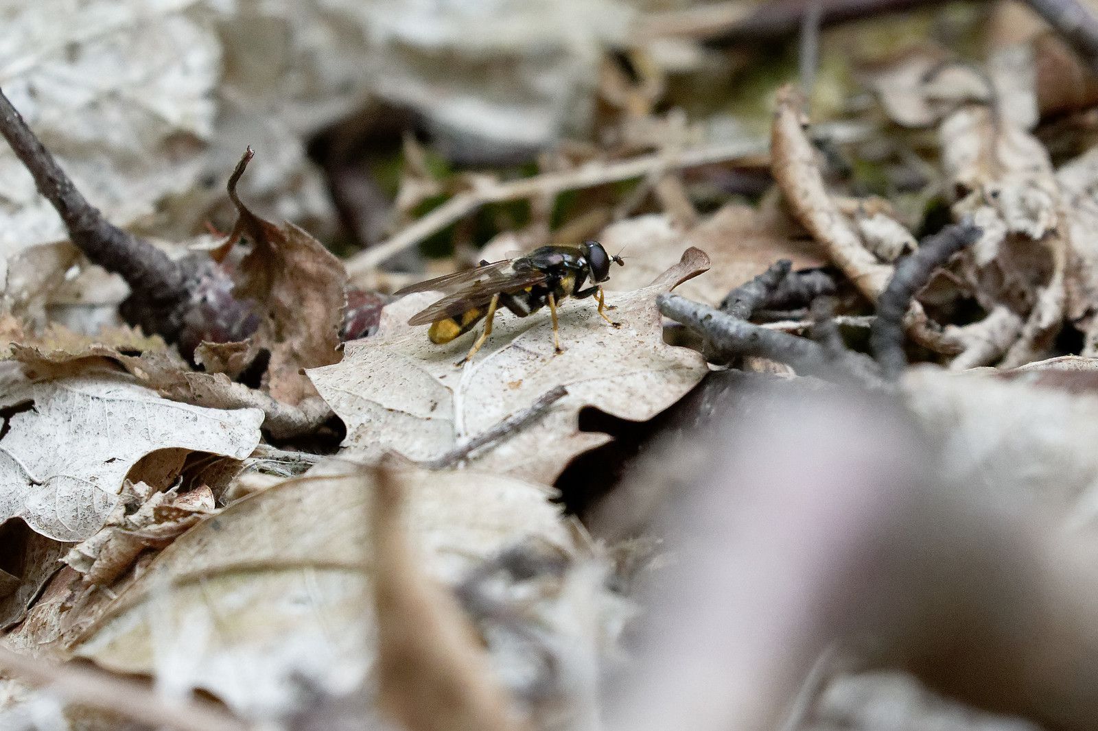 Diptère, à minima.