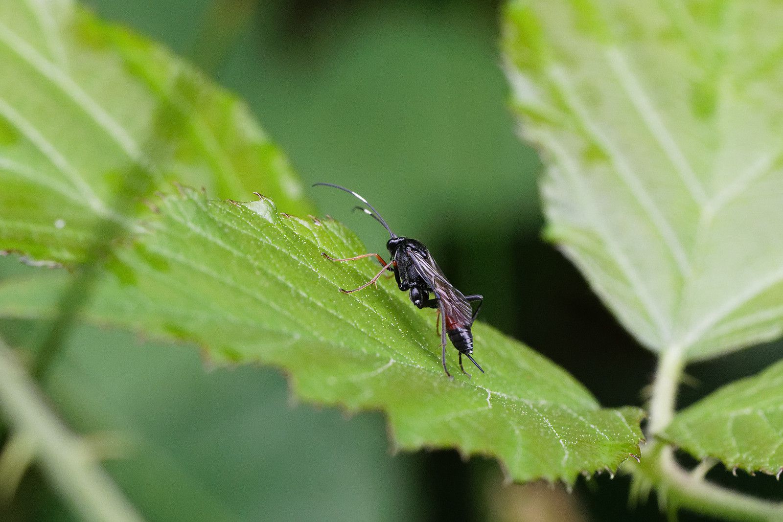 Ichneumon sp
