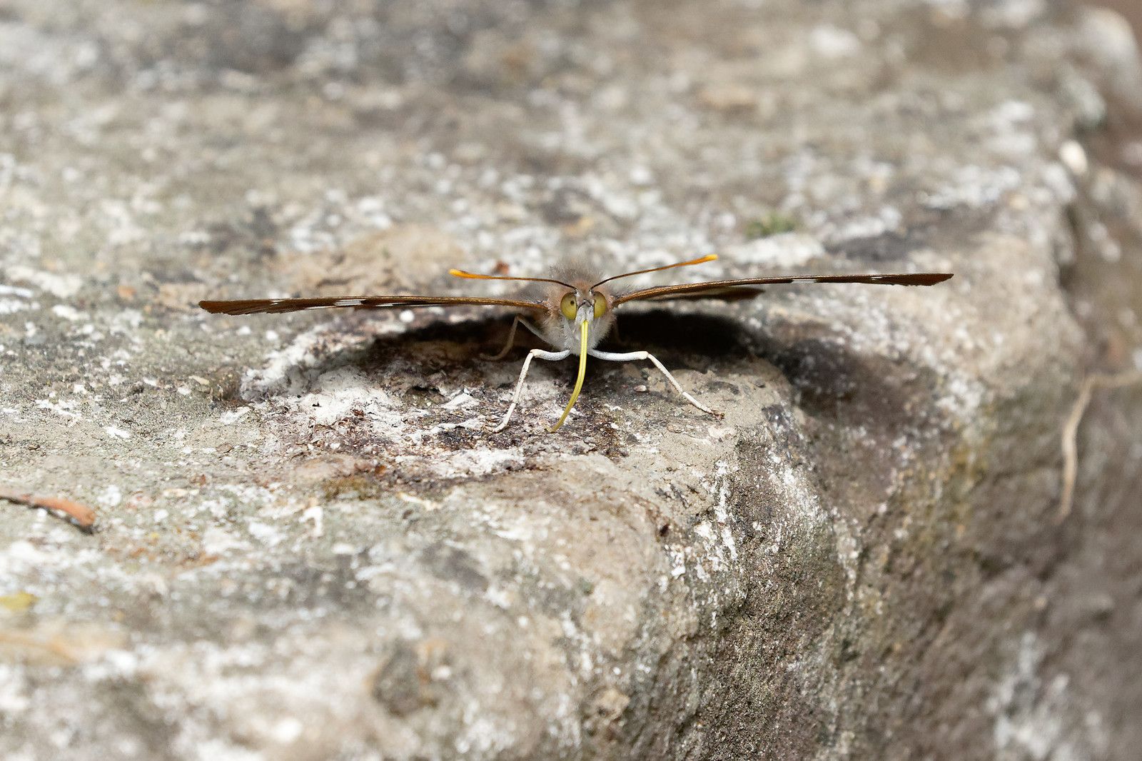 Petit mars changeant