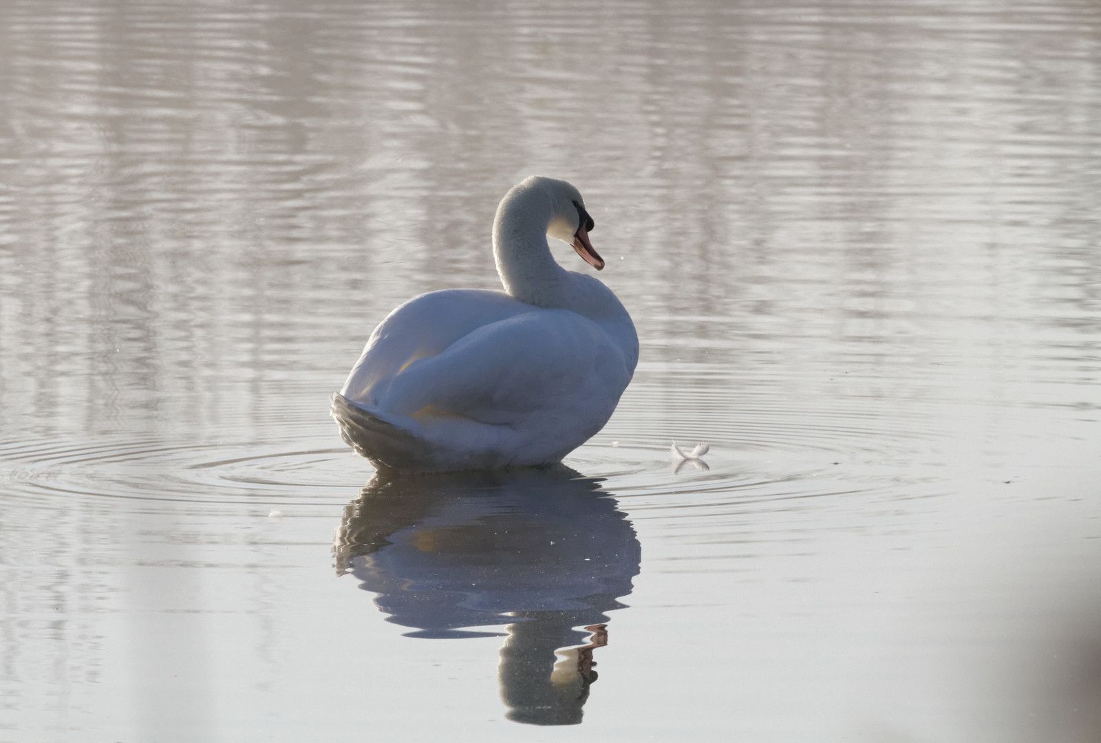 5 - Les cygnes tuberculés à la Haute-Île