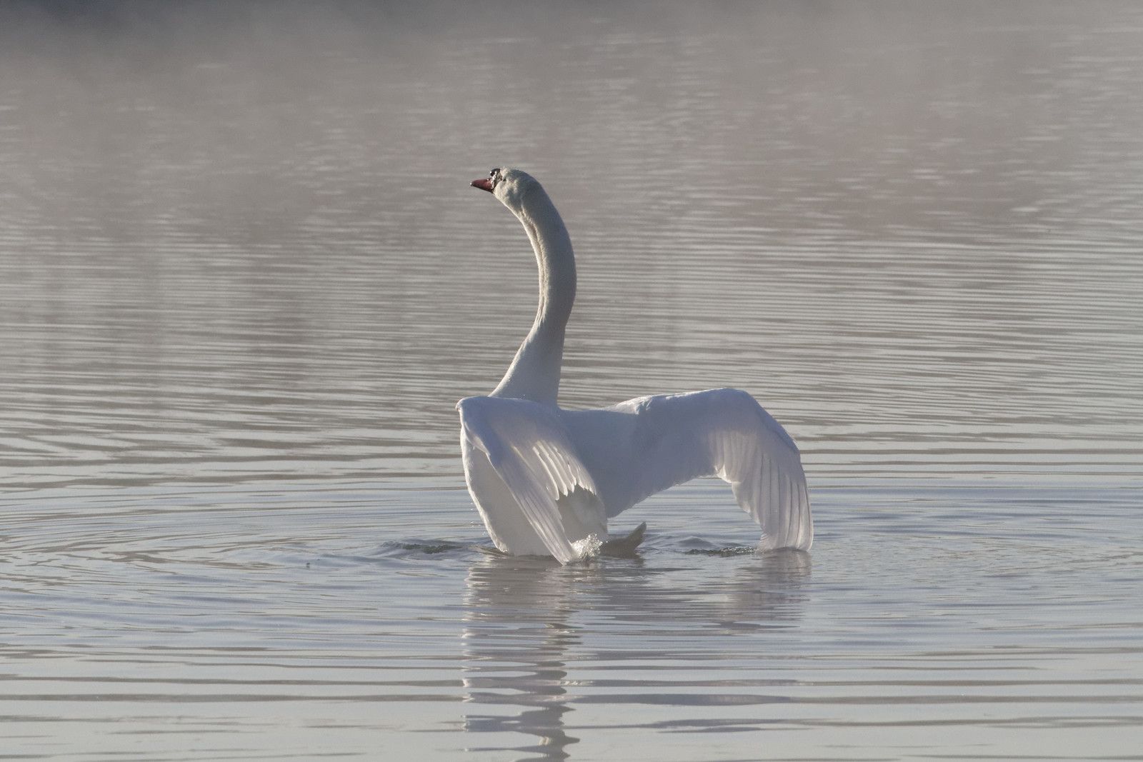 5 - Les cygnes tuberculés à la Haute-Île