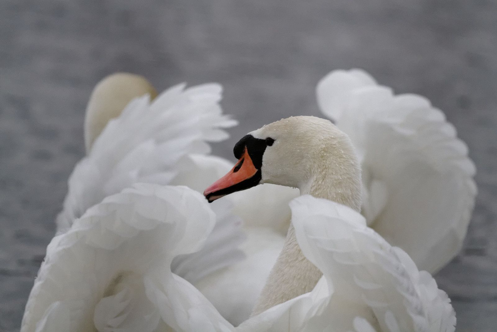 5 - Les cygnes tuberculés à la Haute-Île