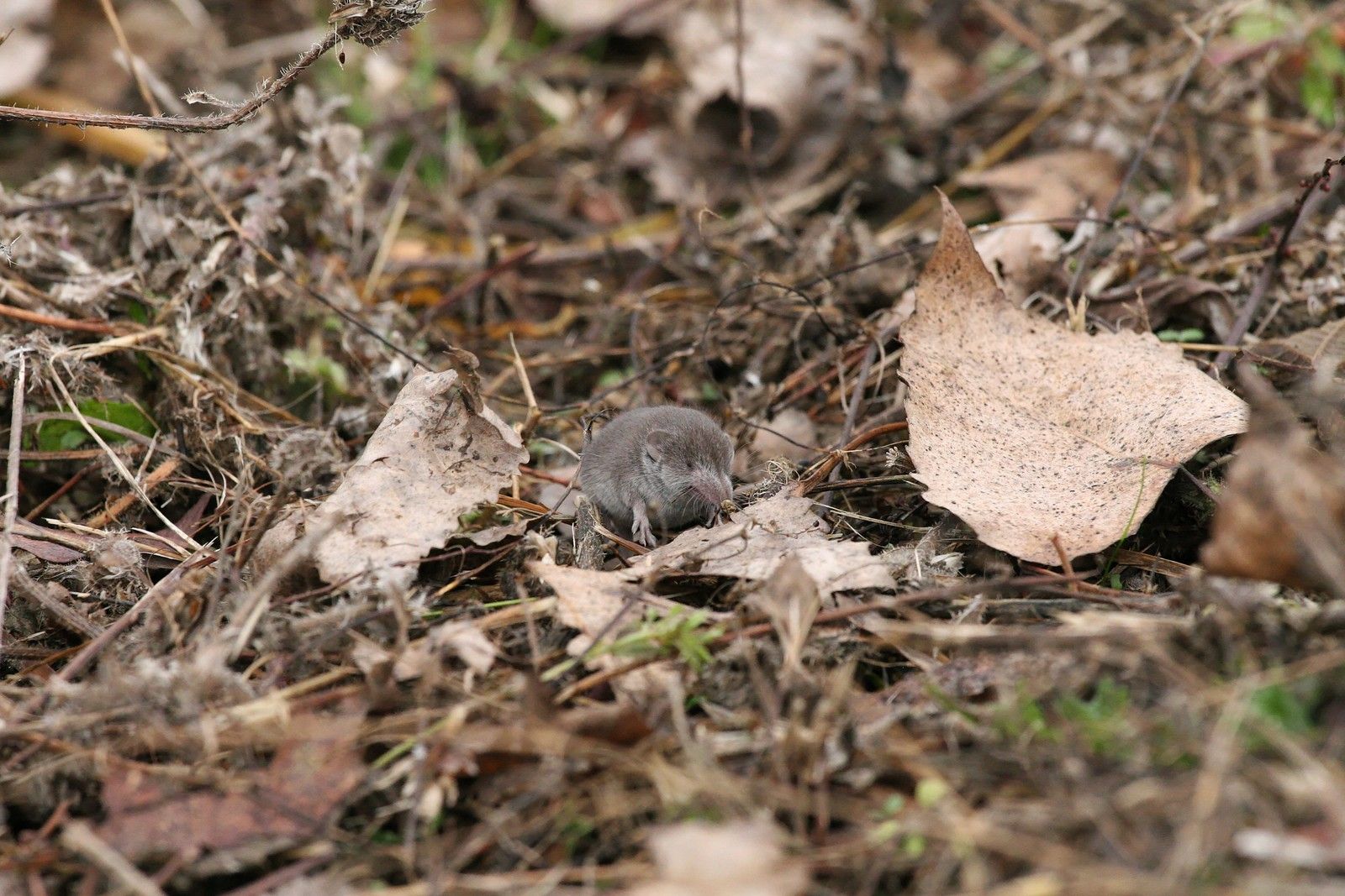1 - Le parc départemental la Haute-Île en Seine-Saint-Denis : introduction