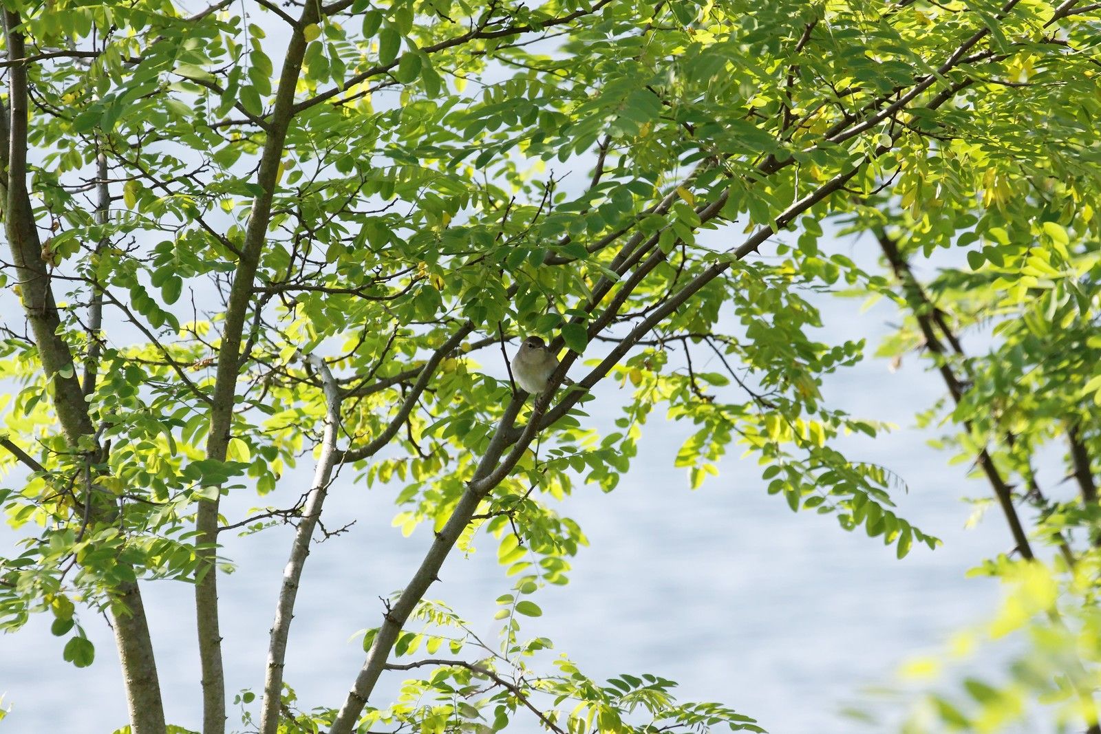 11B : D'autres sites en Seine-et-Marne : Grand-Voyeux et Jablines : 2011