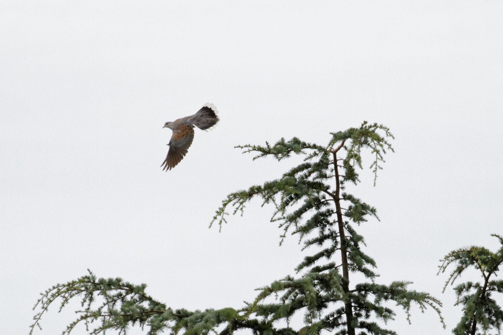11B : D'autres sites en Seine-et-Marne : Grand-Voyeux et Jablines : 2011