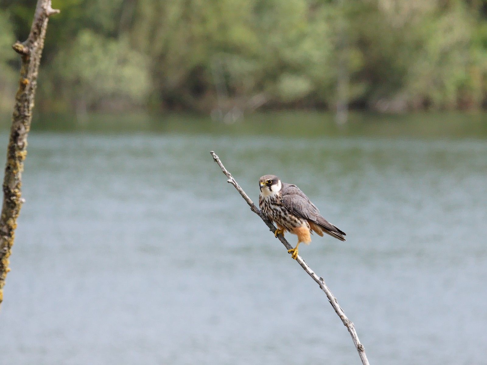 11B : D'autres sites en Seine-et-Marne : Grand-Voyeux et Jablines : 2011
