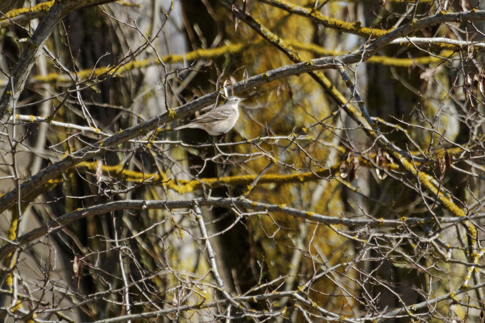 11B : D'autres sites en Seine-et-Marne : Grand-Voyeux et Jablines : 2011