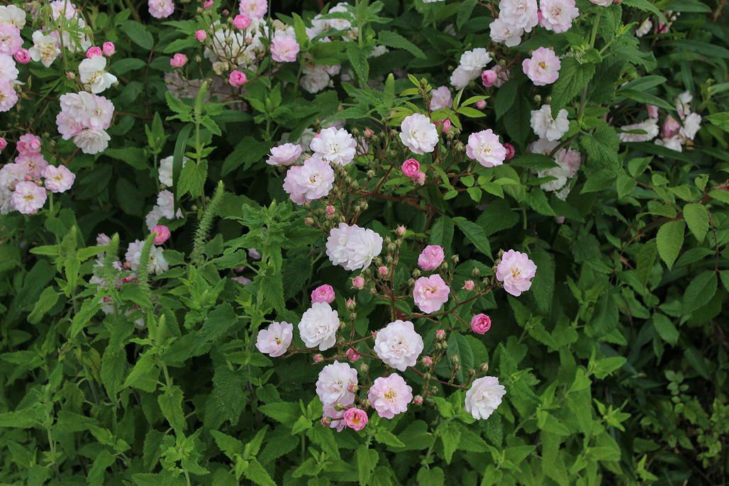 Les roses avant le coup de chaleur (1) - Le Jardin de Bene