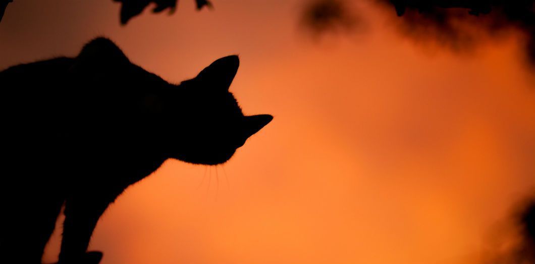 À la recherche des chats et chiens perdus dans les incendies californiens