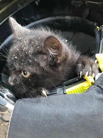 Un chaton sauvé dans un puits par les pompiers de Noailles