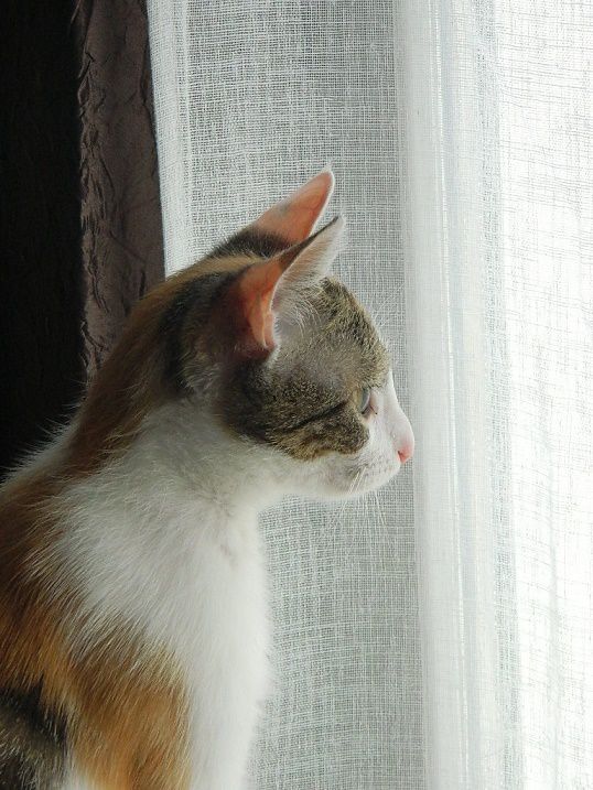 Avant que je la laisse sortir Bali passait beaucoup de temps à la fenêtre à regarder les oiseaux dans le jardin