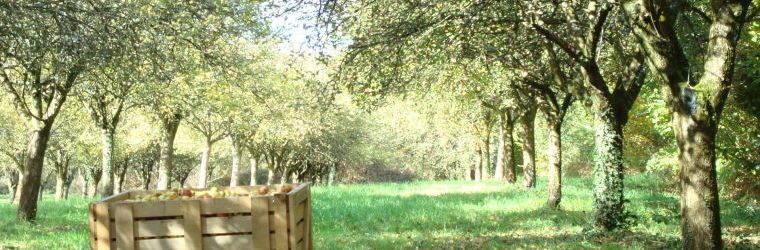 Et si vous vous lanciez sur la route du cidre breton ? - CÔTÉ LOISIRS NEWS