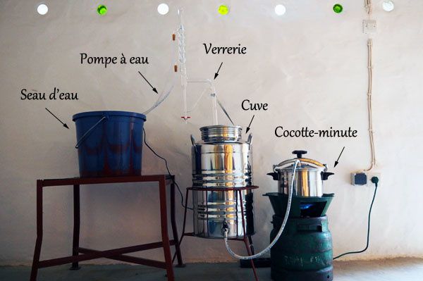 Distillation de l'huile essentielle de menthe poivrée -